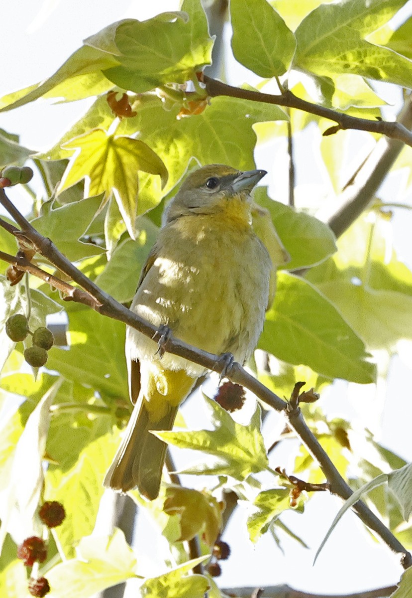 Hepatic Tanager - Willie D'Anna