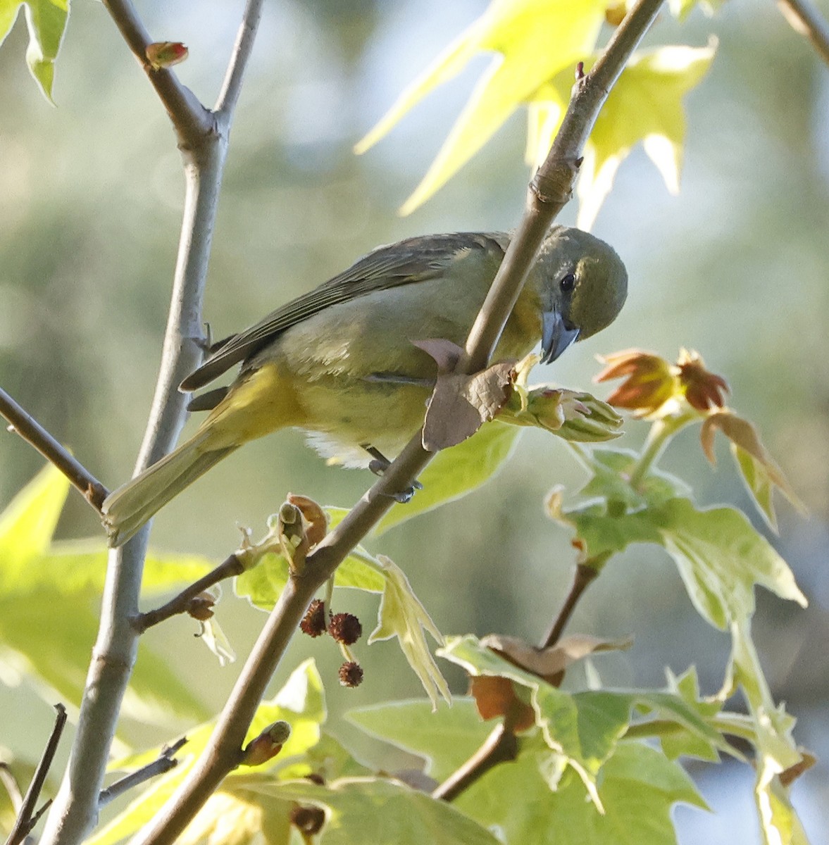 Hepatic Tanager - ML616863164