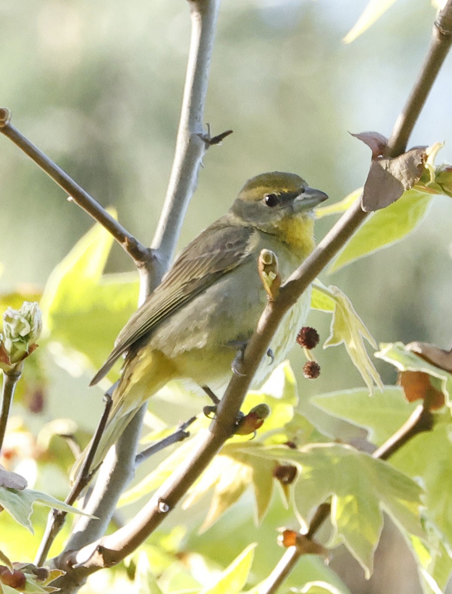 Hepatic Tanager - Willie D'Anna