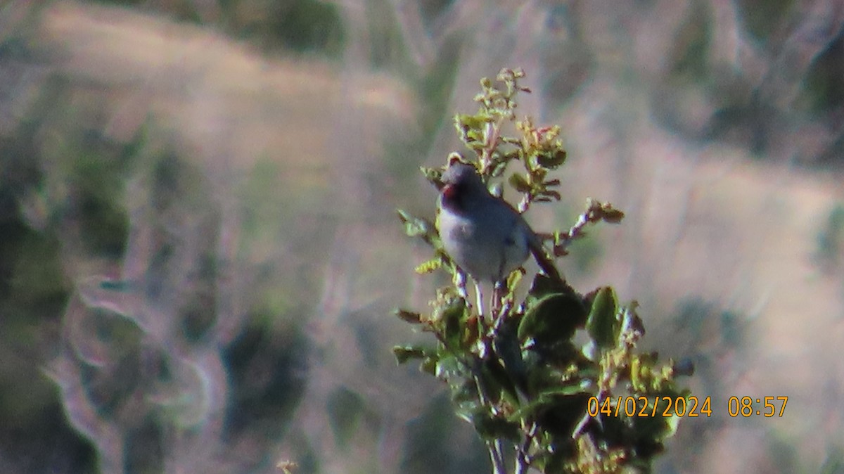 Black-chinned Sparrow - ML616863168