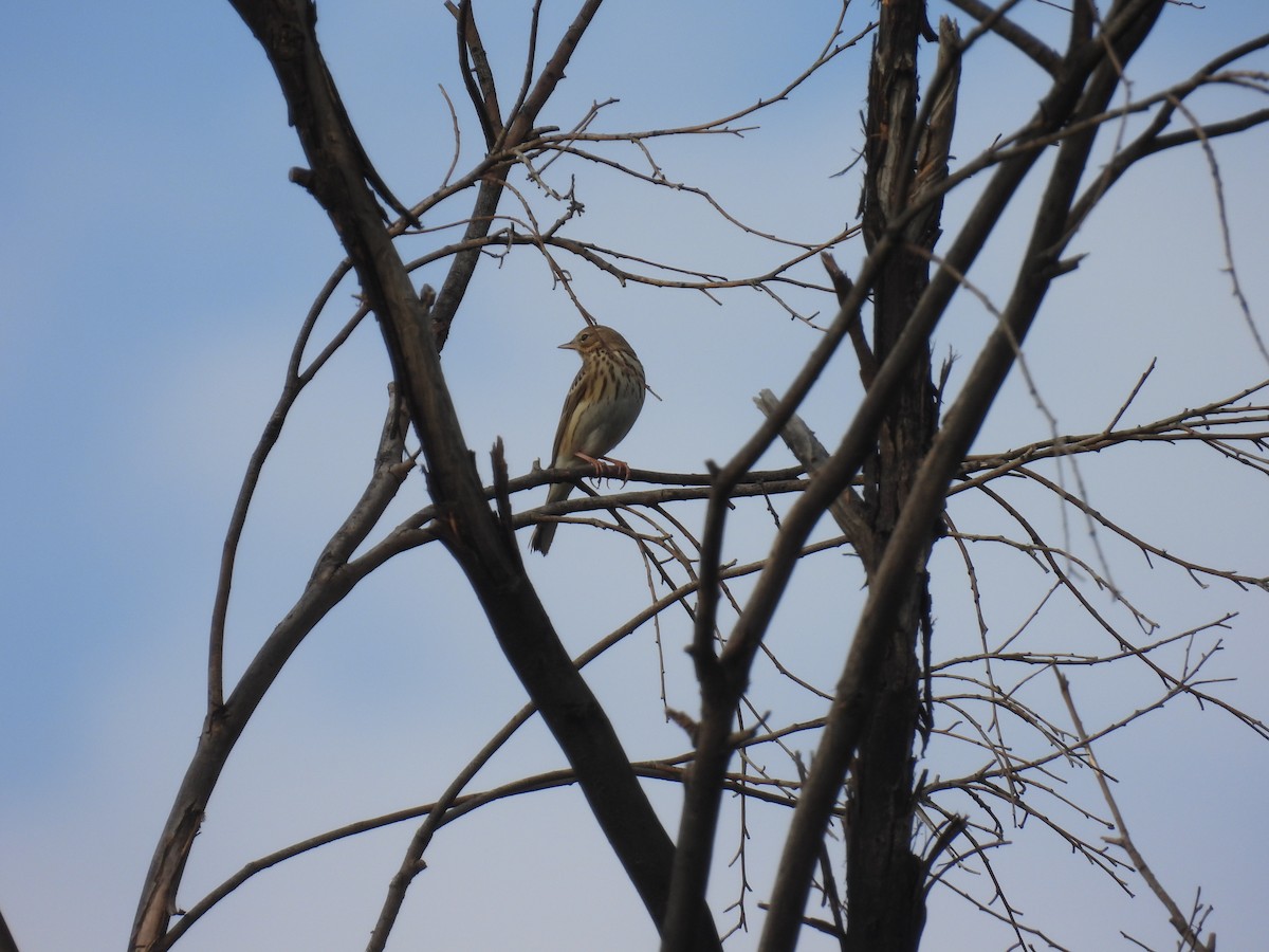 Tree Pipit - Carmel Ravid