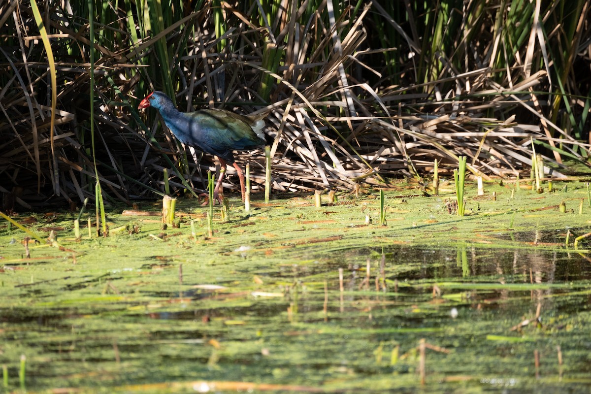 African Swamphen - ML616863179