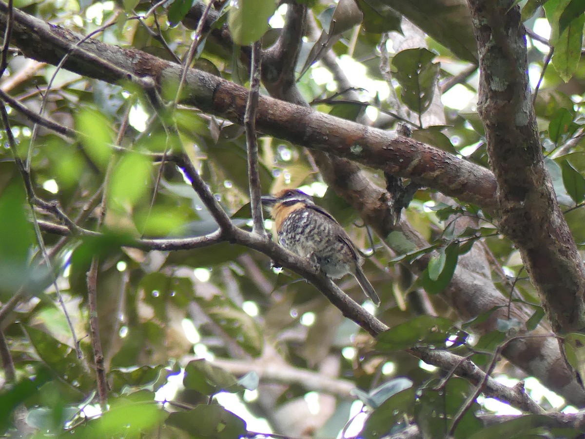 Spotted Puffbird - ML616863186