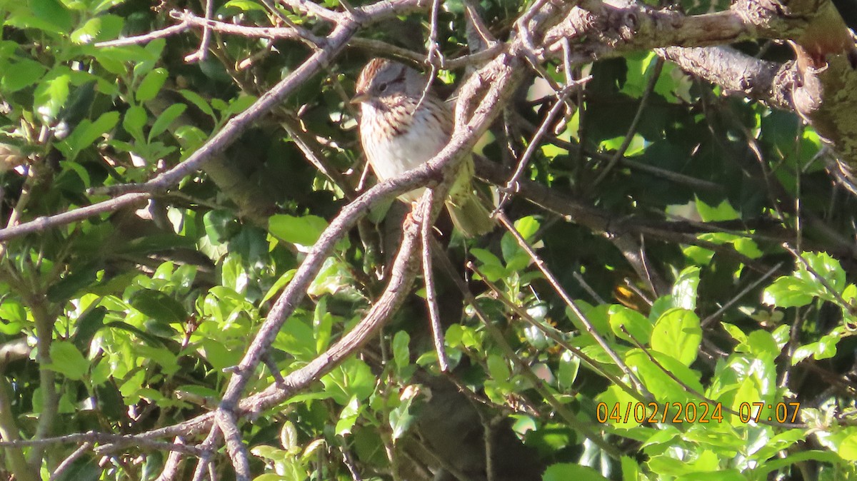 Lincoln's Sparrow - ML616863208