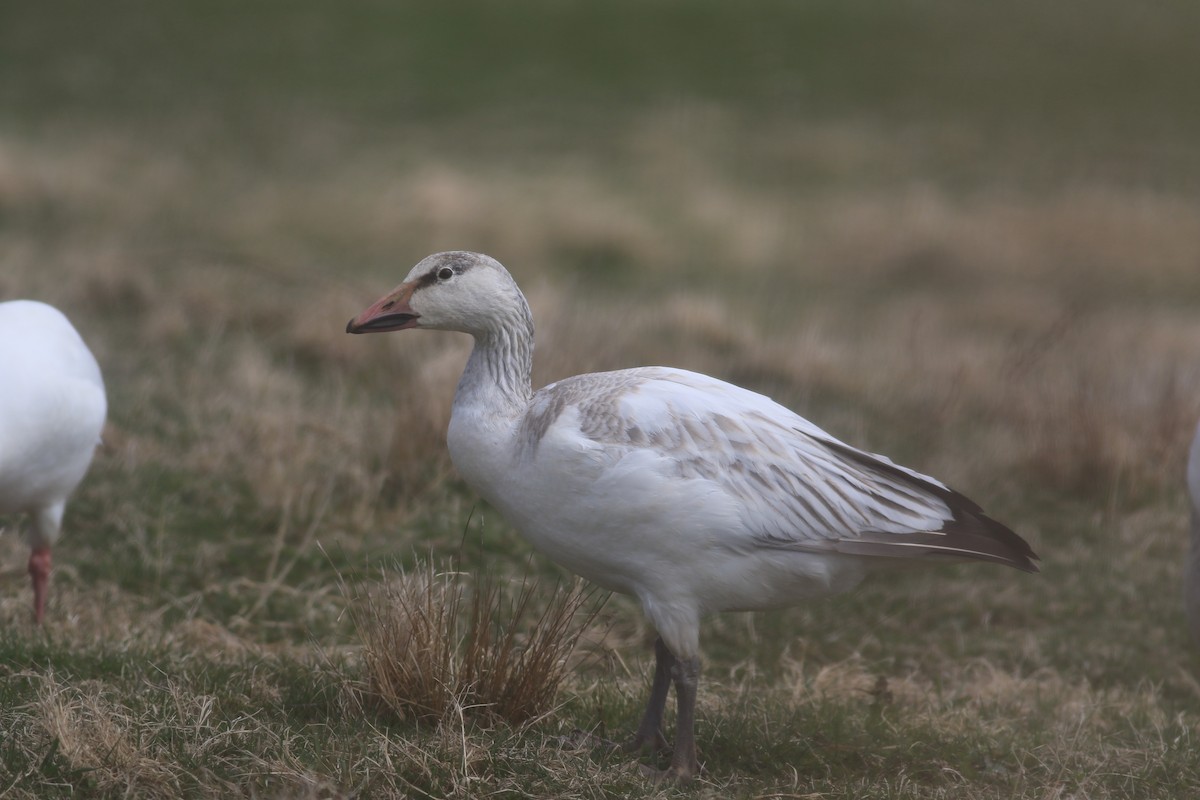 Snow Goose - ML616863222