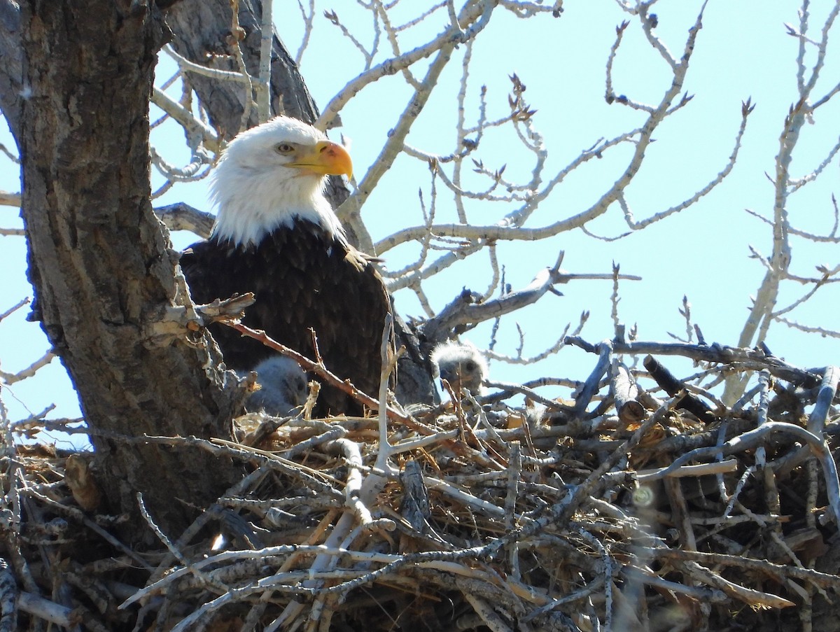 Bald Eagle - ML616863282