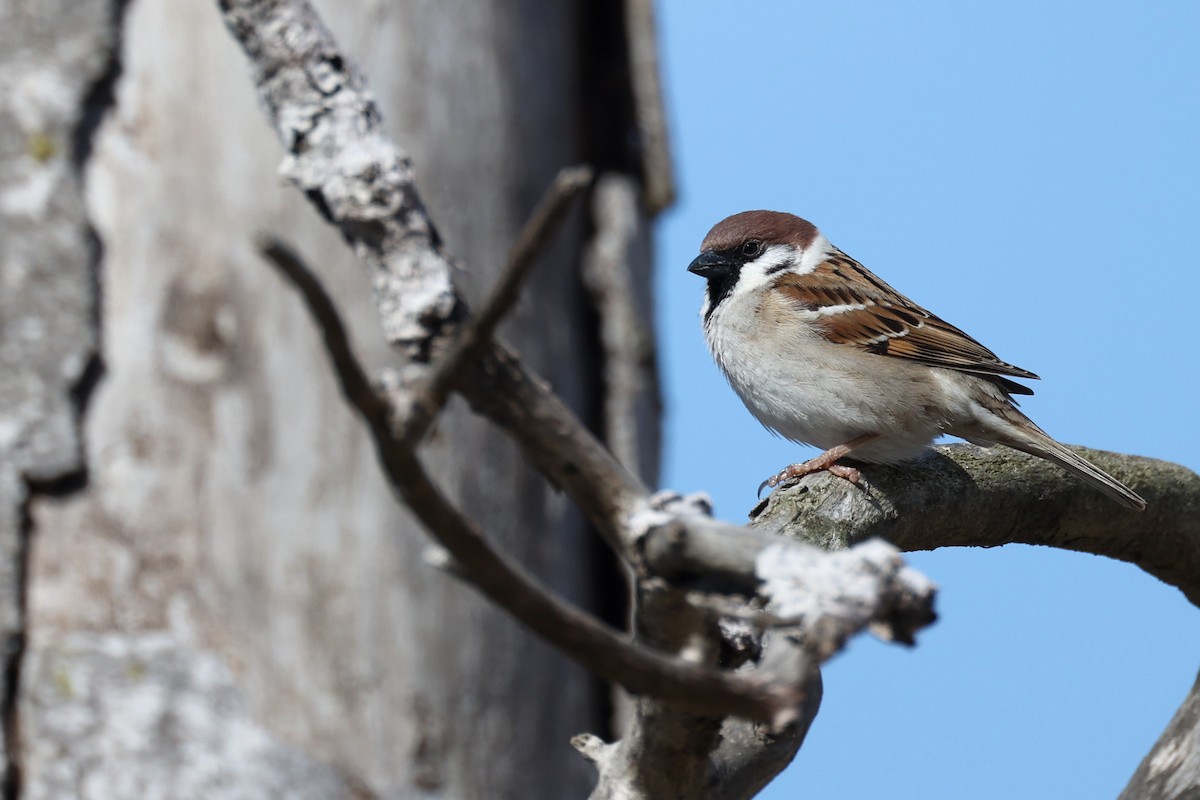 Eurasian Tree Sparrow - ML616863368
