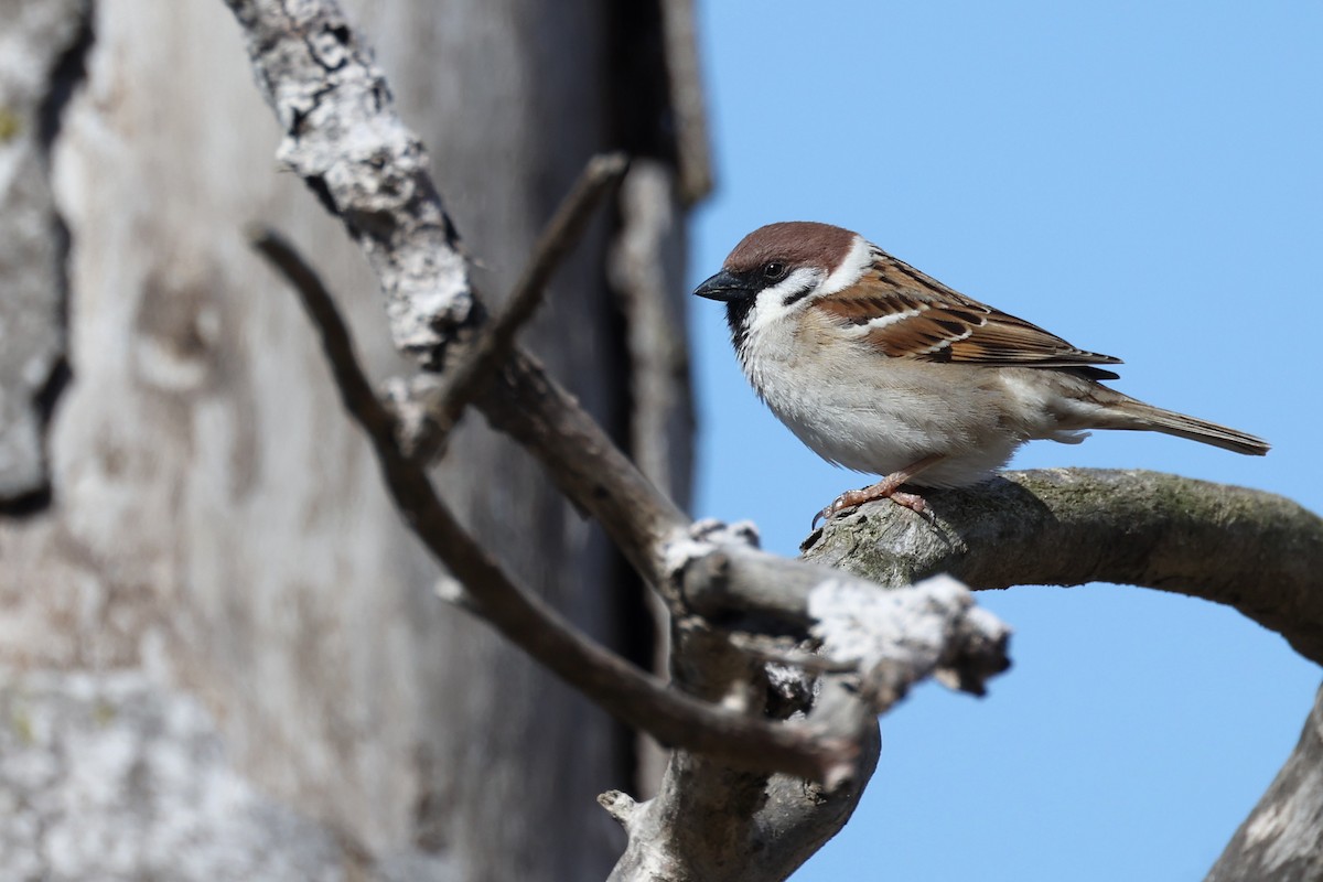 Eurasian Tree Sparrow - ML616863379