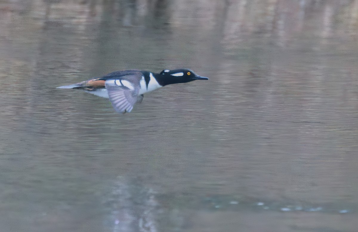 Hooded Merganser - David Guertin