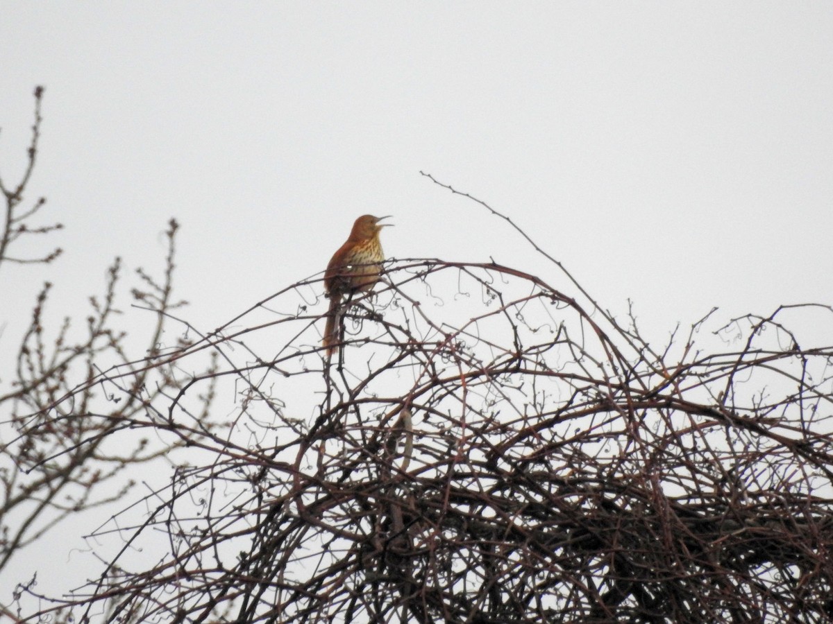 Brown Thrasher - ML616863427