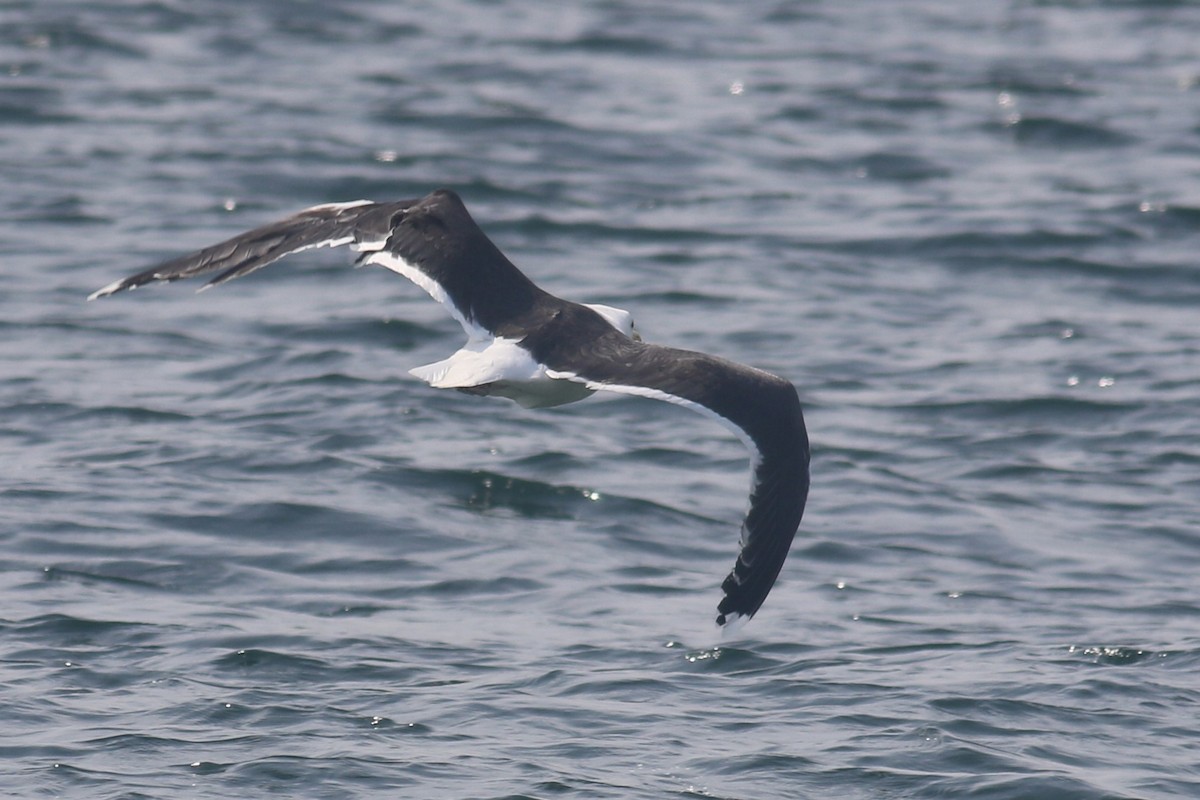 Great Black-backed Gull - ML616863456