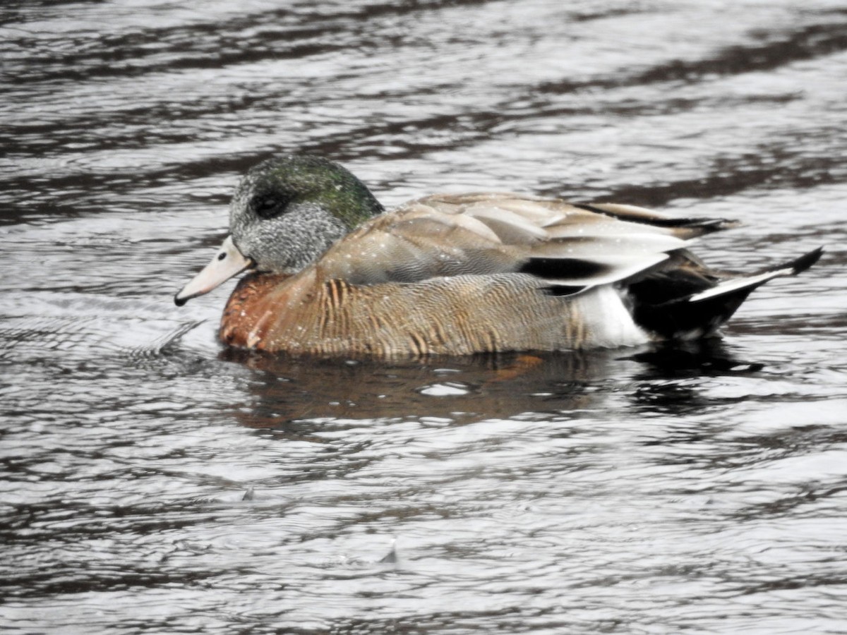 American Wigeon x Mallard (hybrid) - Carolyn Longworth