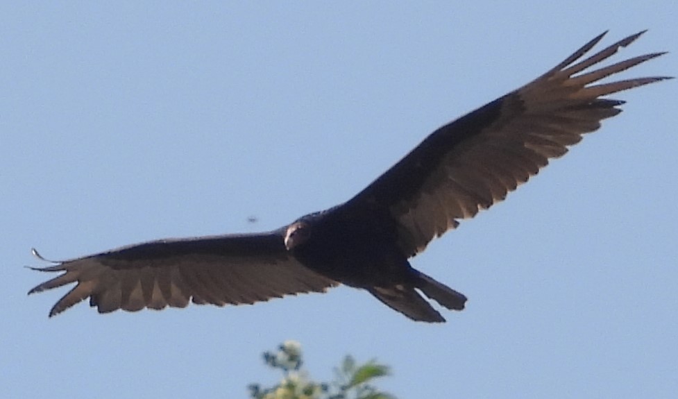 Turkey Vulture - ML616863573