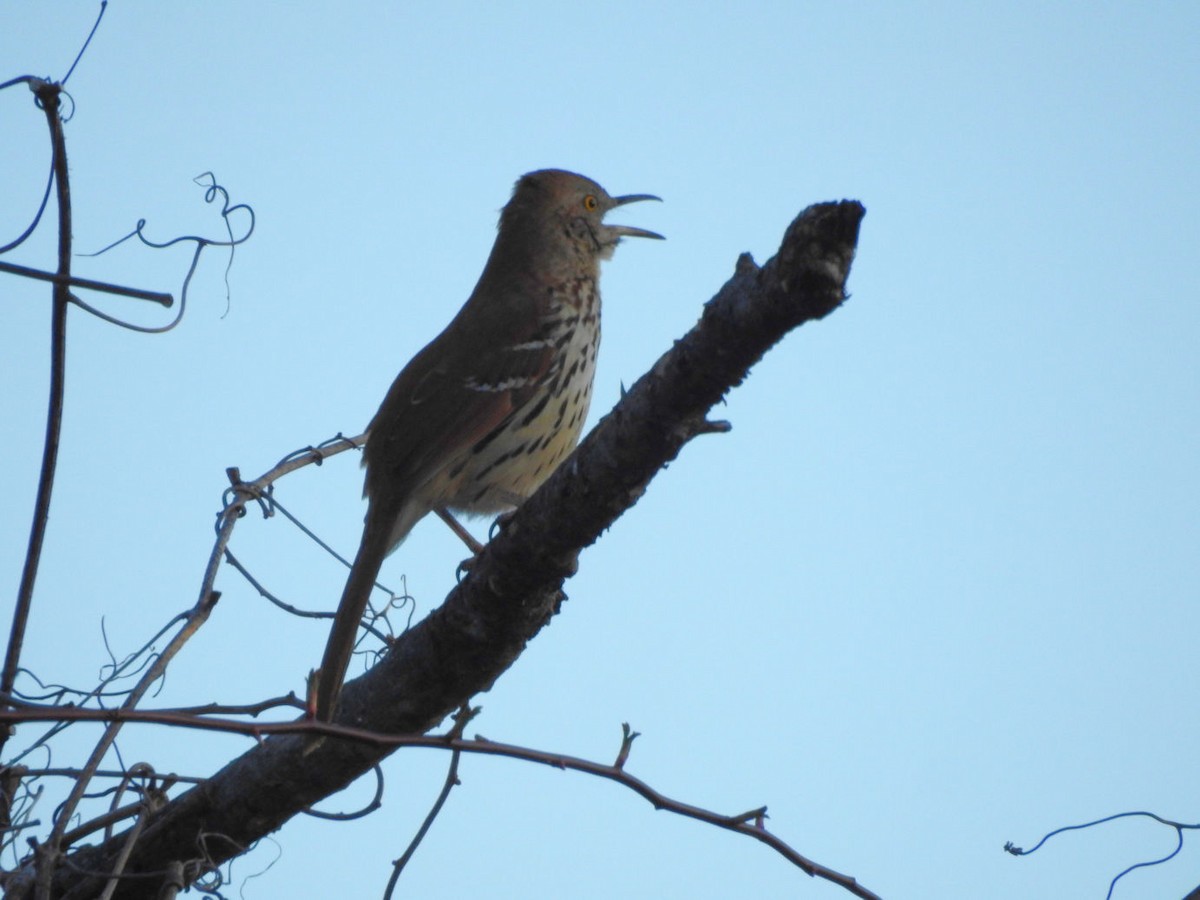 Brown Thrasher - ML616863577