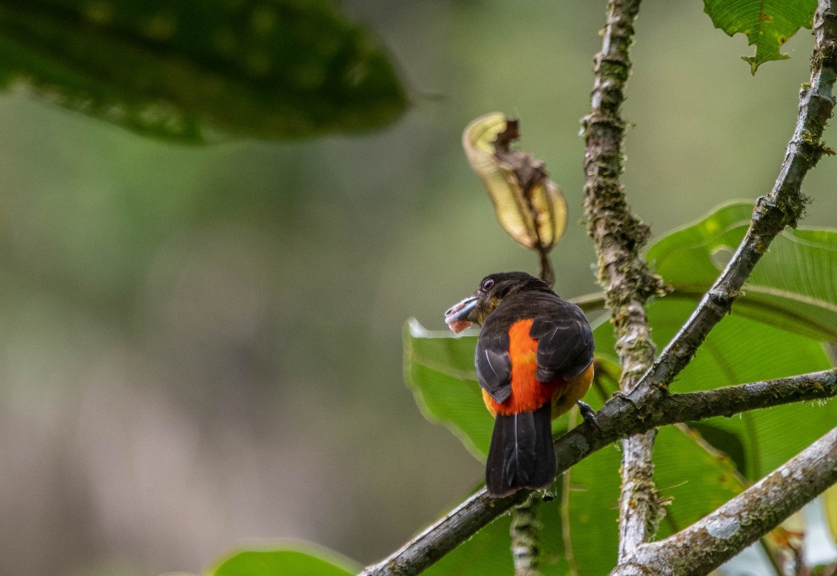 Flame-rumped Tanager - ML616863630