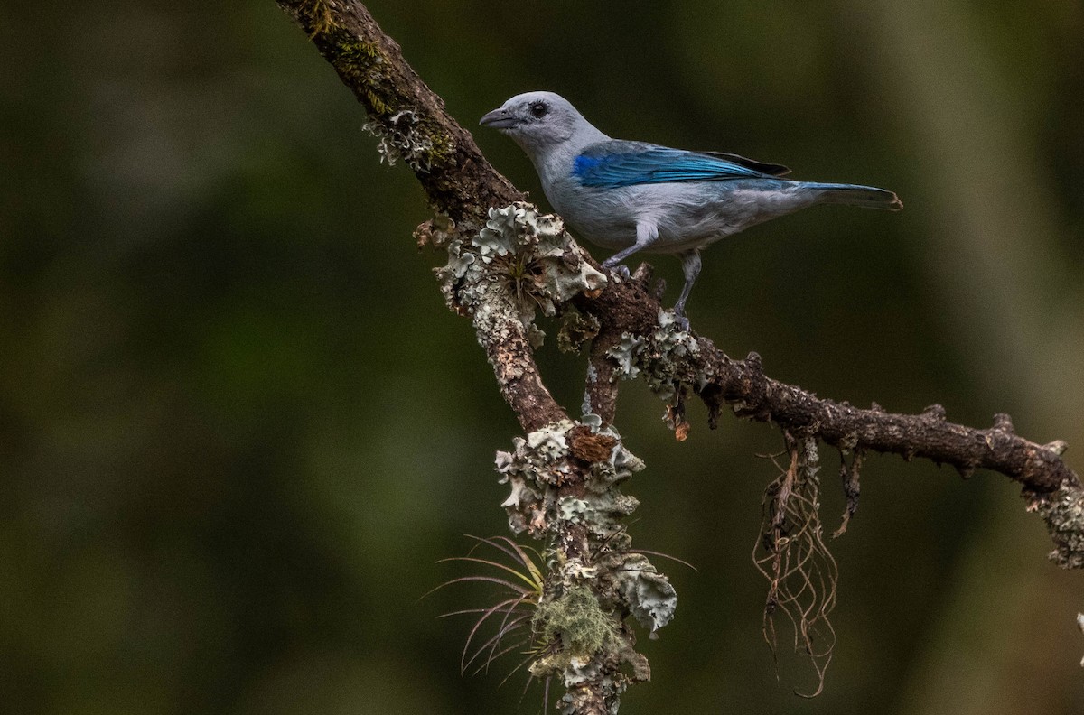 Blue-gray Tanager - ML616863649
