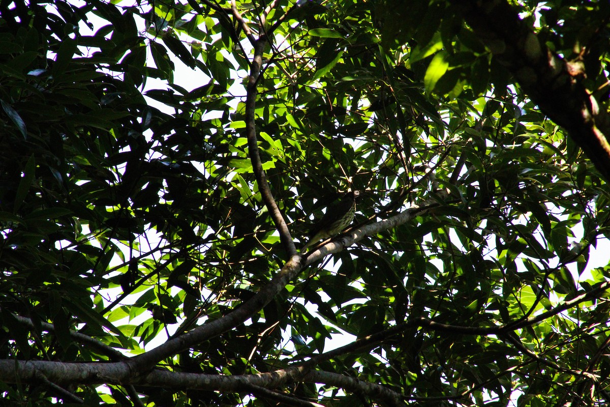 Bare-throated Bellbird - Daniel Nicodemo Donadio