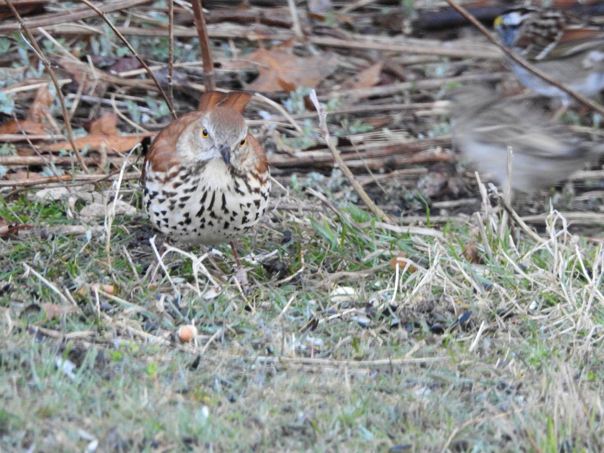 Brown Thrasher - ML616863667