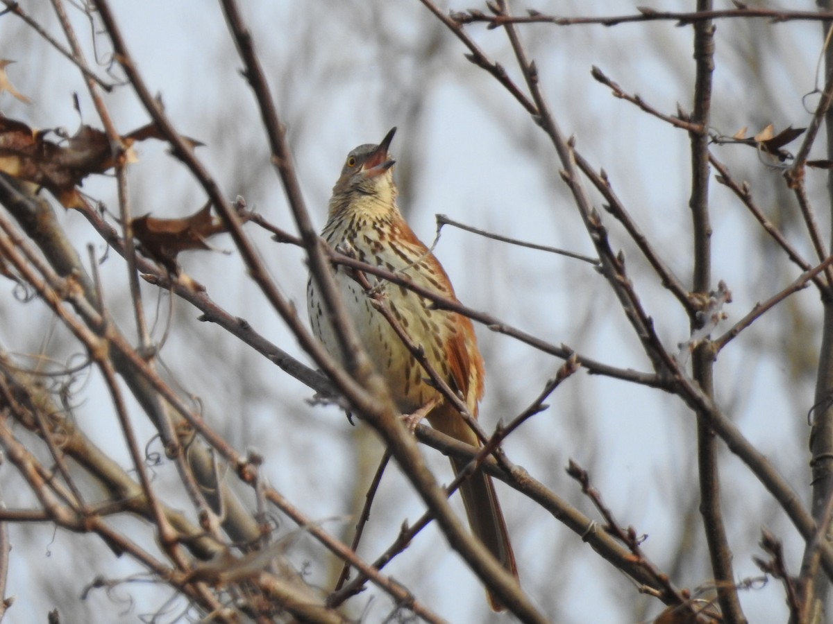 Brown Thrasher - ML616863670