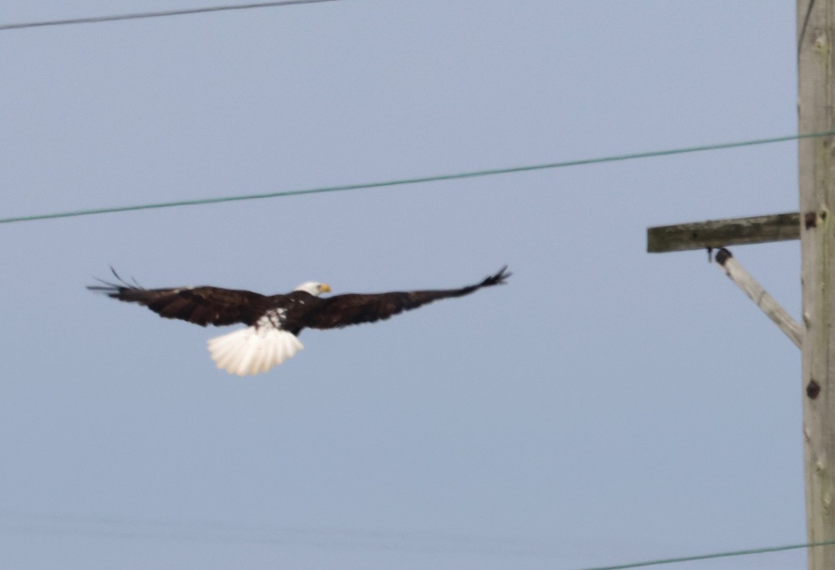 Weißkopf-Seeadler - ML616863690