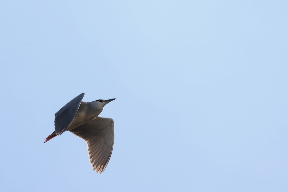 Black-crowned Night Heron - ML616863703