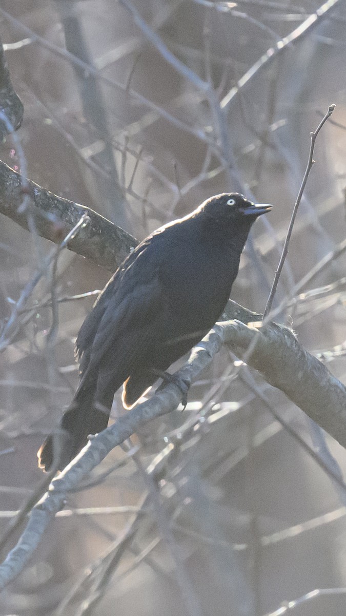 Rusty Blackbird - John Killiany