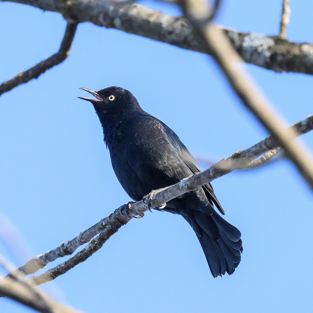 Rusty Blackbird - John Killiany