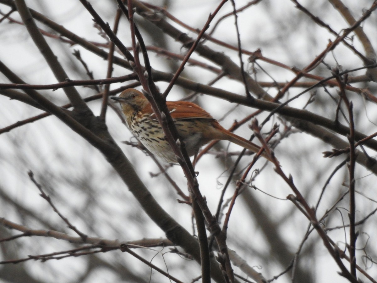 Brown Thrasher - ML616863733