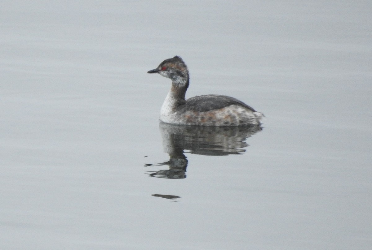 Horned Grebe - ML616863748