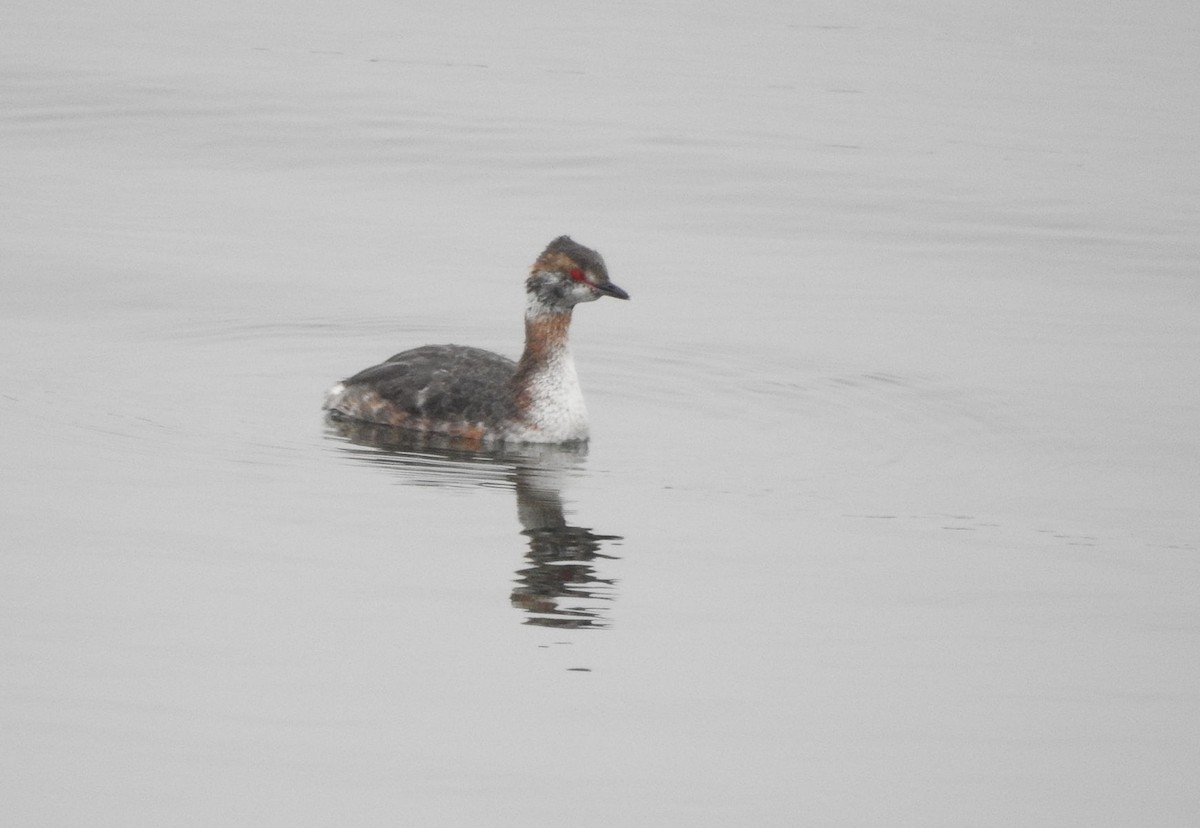 Horned Grebe - ML616863750