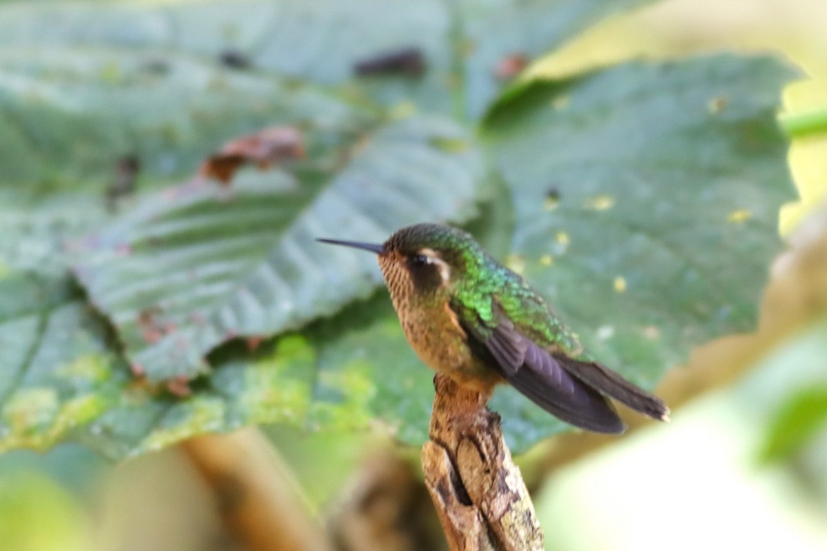 Speckled Hummingbird - ML616863761