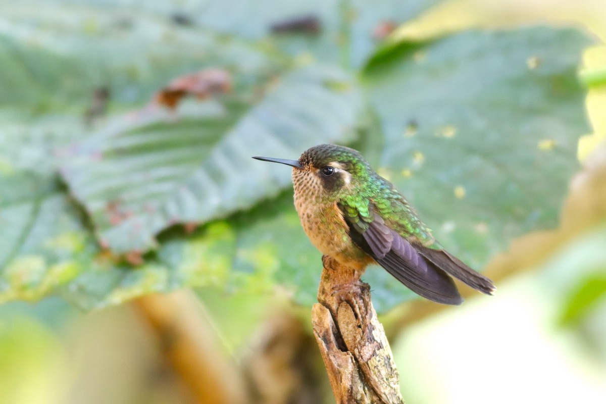 Speckled Hummingbird - ML616863762