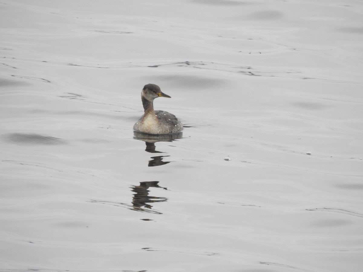 Red-necked Grebe - ML616863763
