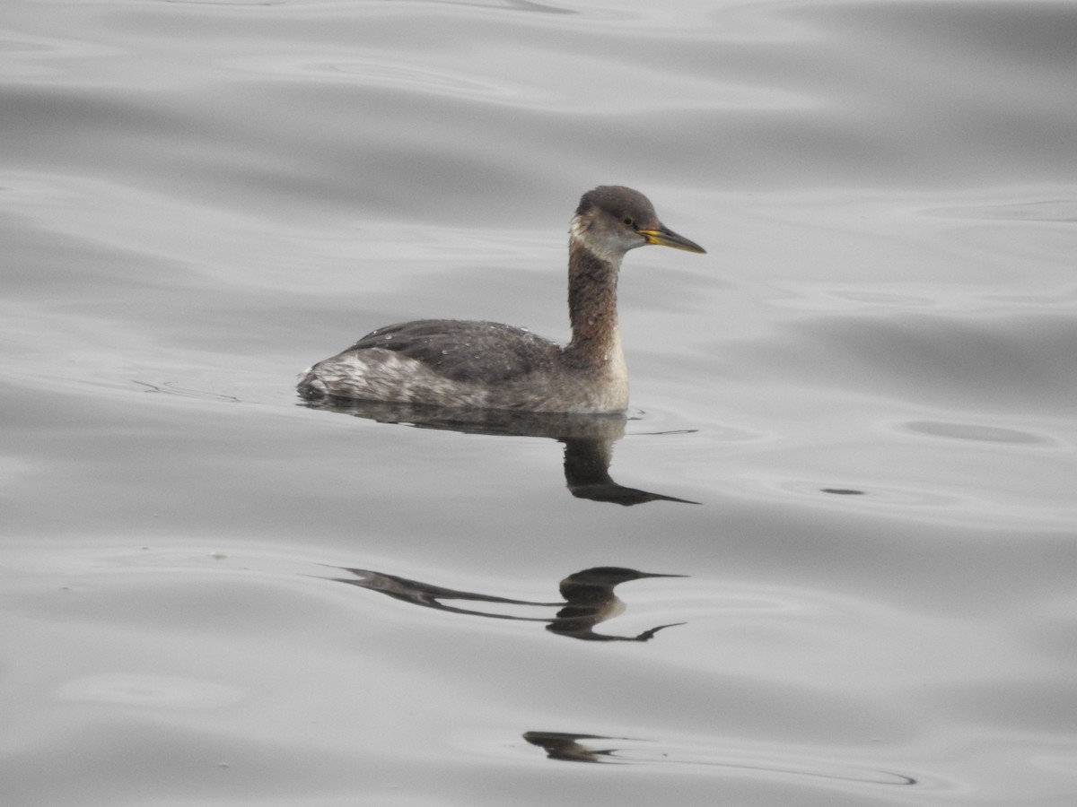 Red-necked Grebe - ML616863764