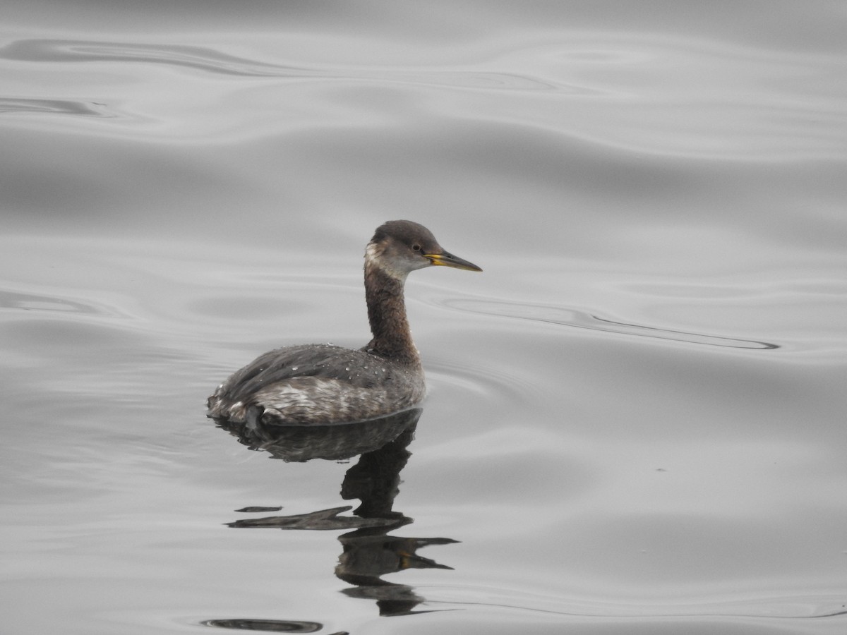Red-necked Grebe - ML616863765