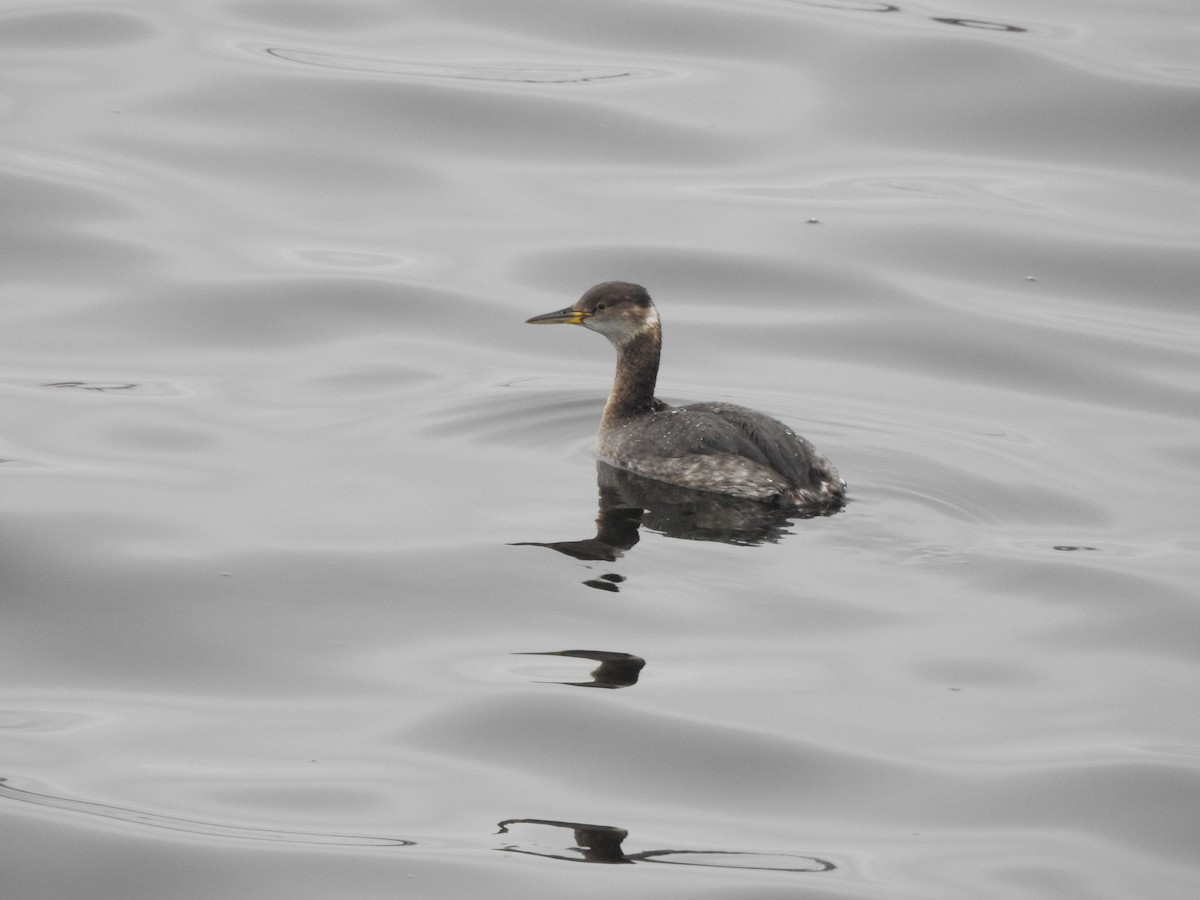 Red-necked Grebe - ML616863766