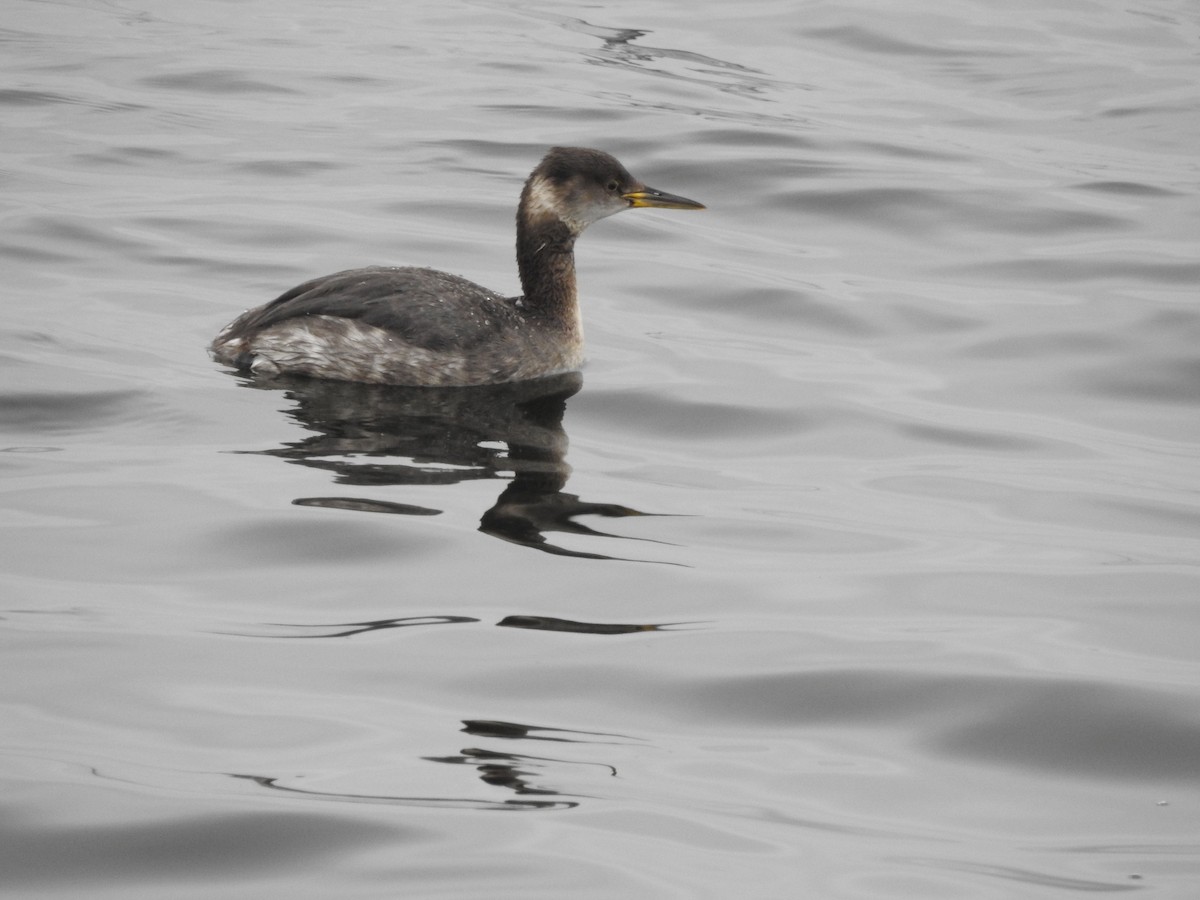 Red-necked Grebe - ML616863767