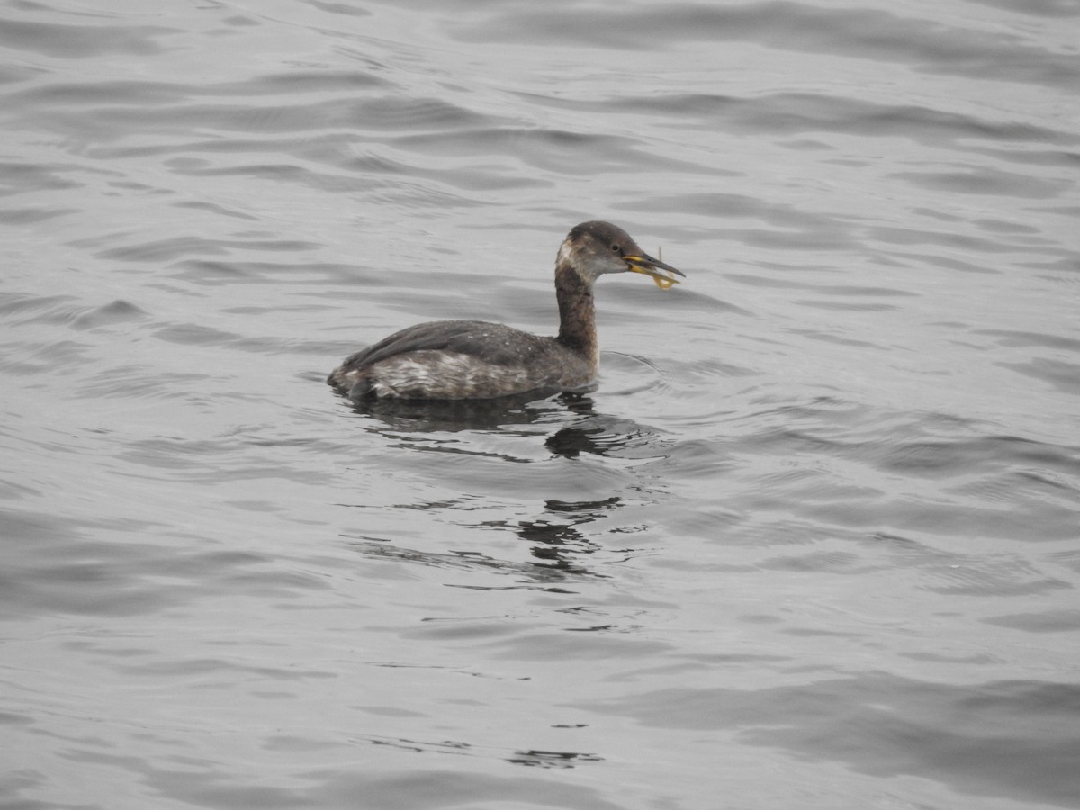 Red-necked Grebe - ML616863768