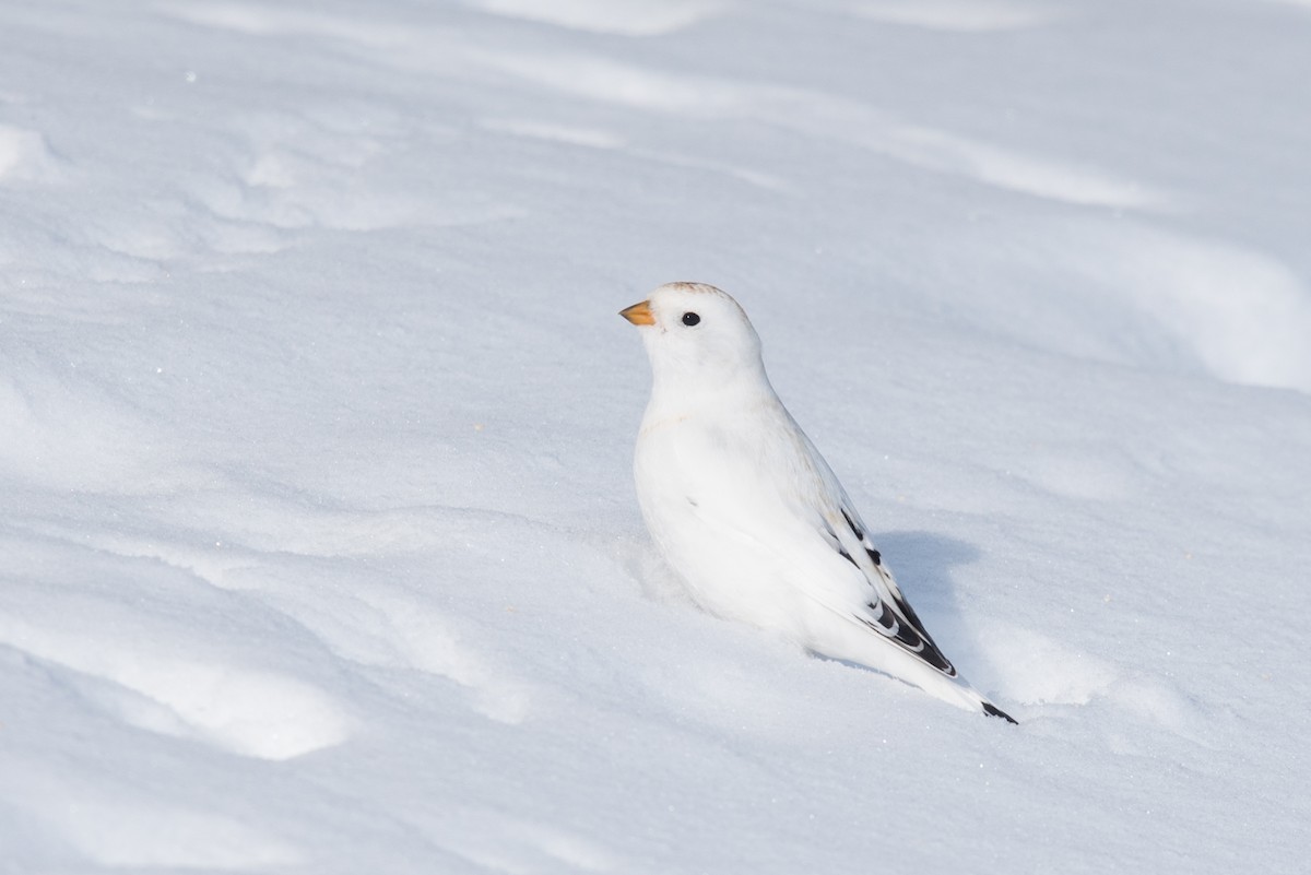 Beringschneeammer - ML616863786