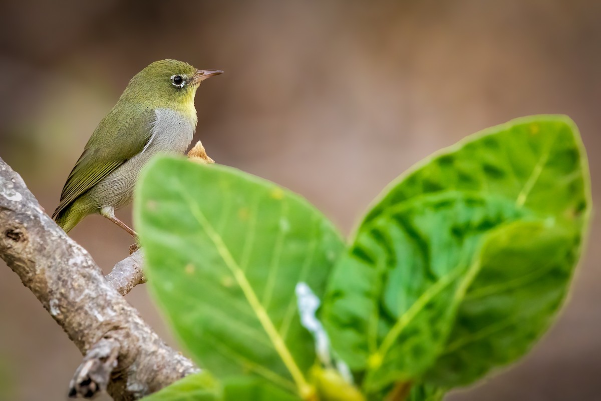 Abyssinian White-eye - ML616863795