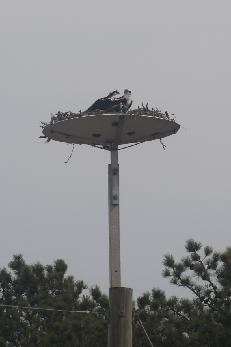 Águila Pescadora - ML616863828