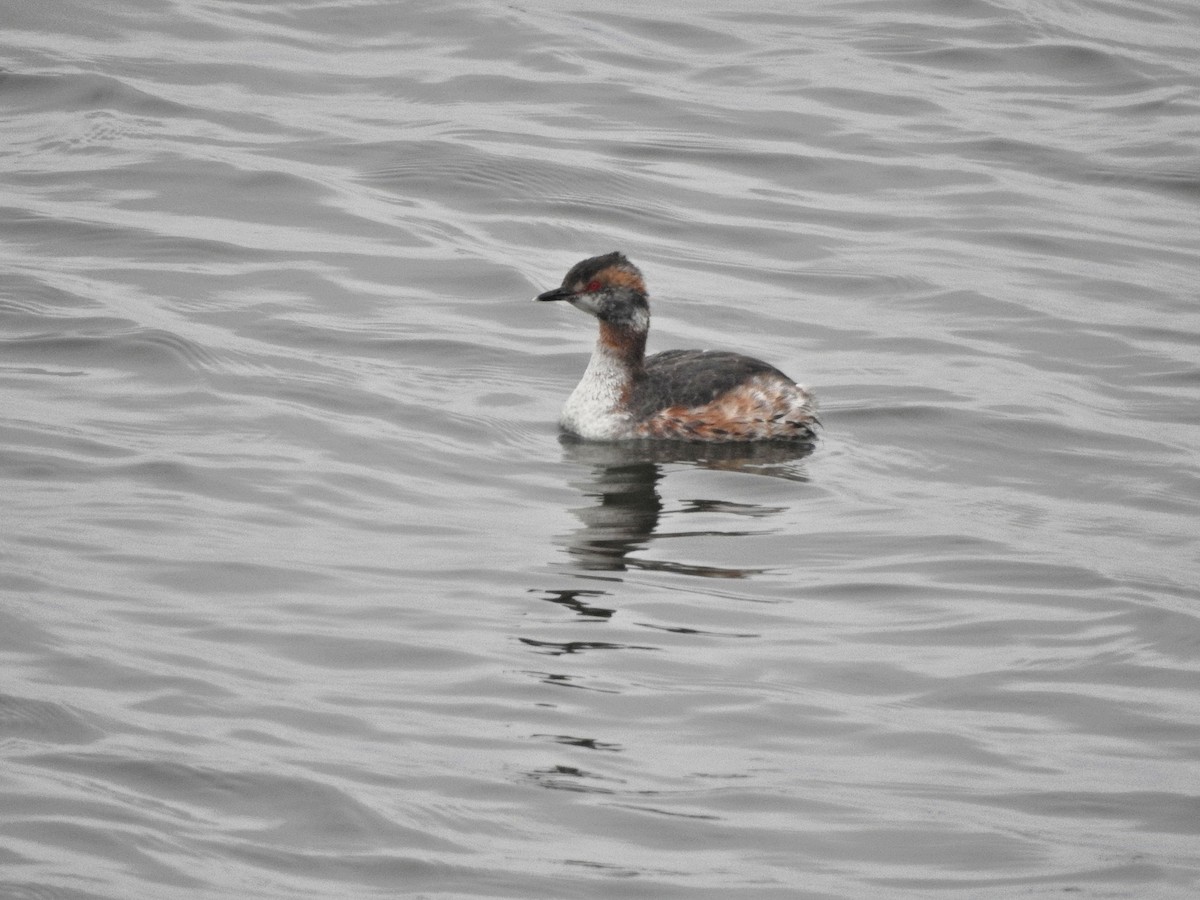 Horned Grebe - ML616863832