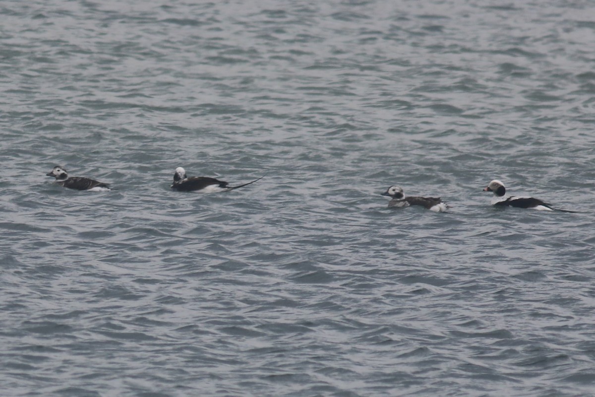 Long-tailed Duck - ML616863872