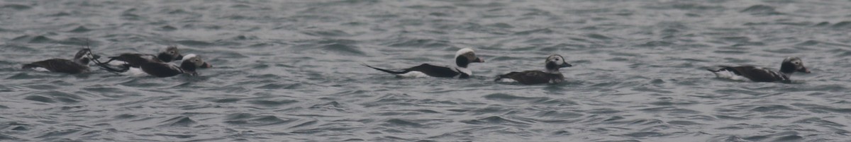 Long-tailed Duck - ML616863874
