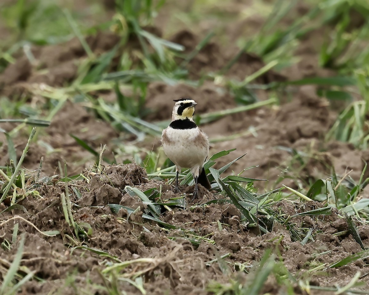 Horned Lark - Debbie Kosater