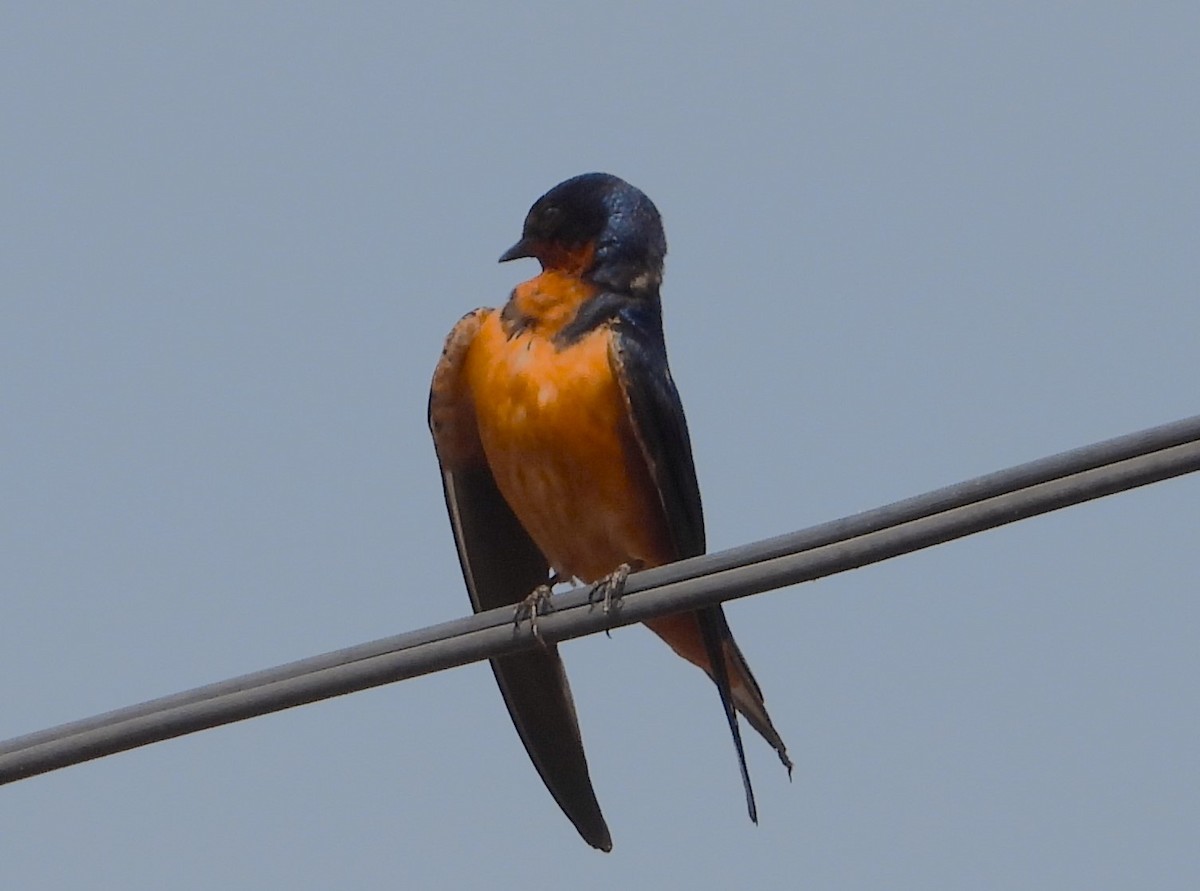 Barn Swallow - Guadalupe Esquivel Uribe