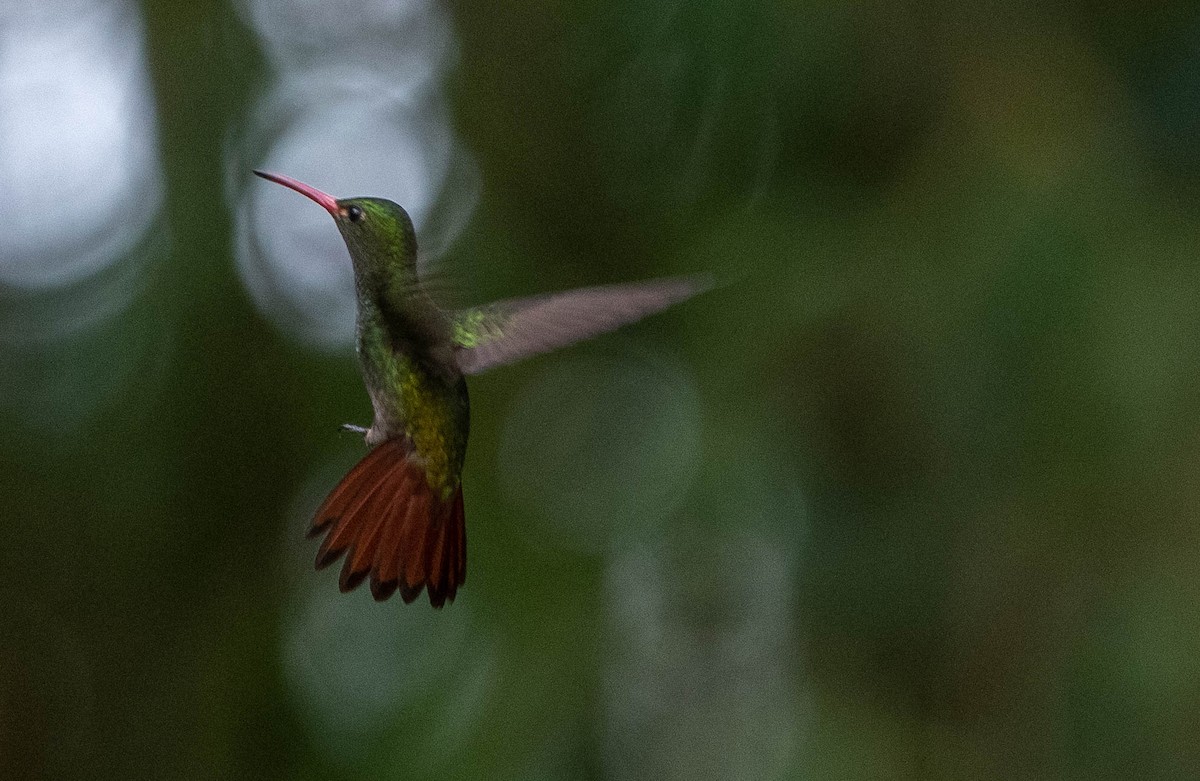 Rufous-tailed Hummingbird - ML616863960