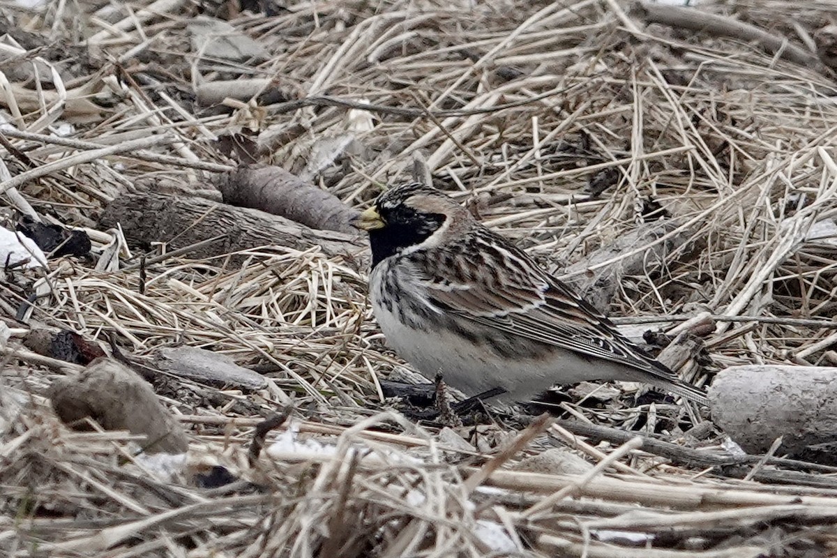 Lapland Longspur - ML616863967