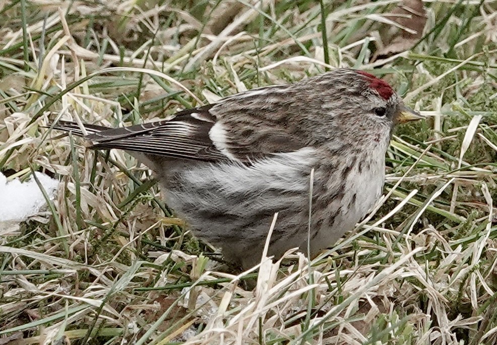 Common Redpoll - ML616863974