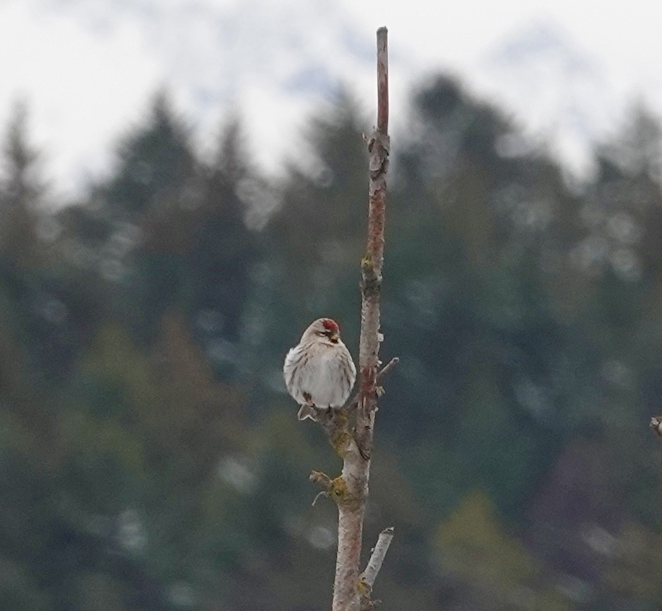 Common Redpoll - ML616863975